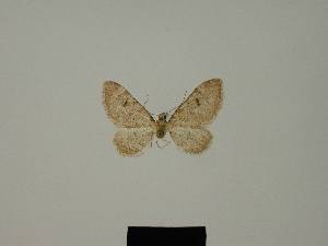  (Eupithecia liguriata ketama - BC ZSM Lep 80387)  @11 [ ] CreativeCommons - Attribution Non-Commercial Share-Alike (2013) Axel Hausmann SNSB, Zoologische Staatssammlung Muenchen