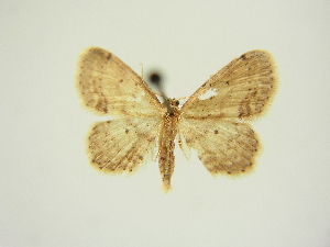  (Idaea dimidiata - BC ZSM Lep 83310)  @11 [ ] CreativeCommons - Attribution Non-Commercial Share-Alike (2014) Axel Hausmann SNSB, Zoologische Staatssammlung Muenchen