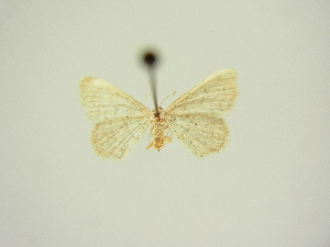  (Idaea obsoletaria distans - BC ZSM Lep 83311)  @11 [ ] CreativeCommons - Attribution Non-Commercial Share-Alike (2014) Axel Hausmann SNSB, Zoologische Staatssammlung Muenchen
