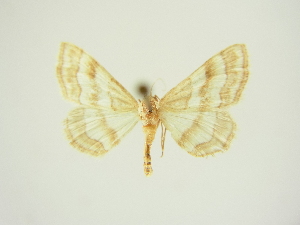  (Idaea mimosaria - BC ZSM Lep 83313)  @11 [ ] CreativeCommons - Attribution Non-Commercial Share-Alike (2014) Axel Hausmann SNSB, Zoologische Staatssammlung Muenchen