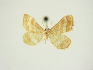  (Idaea circuitaria - BC ZSM Lep 83314)  @11 [ ] CreativeCommons - Attribution Non-Commercial Share-Alike (2014) Axel Hausmann SNSB, Zoologische Staatssammlung Muenchen