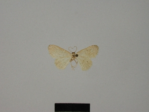  (Idaea oberthuri - BC ZSM Lep 84169)  @11 [ ] CreativeCommons - Attribution Non-Commercial Share-Alike (2014) Axel Hausmann SNSB, Zoologische Staatssammlung Muenchen