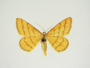  (Idaea aureolaria - BC ZSM Lep 84660)  @11 [ ] CreativeCommons - Attribution Non-Commercial Share-Alike (2014) Axel Hausmann SNSB, Zoologische Staatssammlung Muenchen