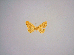  (Idaea jacobi - BC ZSM Lep 84745)  @11 [ ] CreativeCommons - Attribution Non-Commercial Share-Alike (2014) Axel Hausmann SNSB, Zoologische Staatssammlung Muenchen