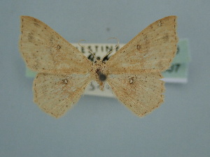  ( - BC ZSM Lep 106607)  @11 [ ] CreativeCommons - Attribution Non-Commercial Share-Alike (2019) SNSB, Staatliche Naturwissenschaftliche Sammlungen Bayerns ZSM (SNSB, Zoologische Staatssammlung Muenchen)