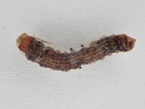  ( - BC ZSM Lep 107323)  @11 [ ] CreativeCommons - Attribution Non-Commercial Share-Alike (2019) SNSB, Staatliche Naturwissenschaftliche Sammlungen Bayerns ZSM (SNSB, Zoologische Staatssammlung Muenchen)