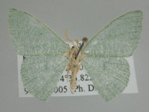  ( - BC_ZSM_Lep_115297)  @11 [ ] by-nc-sa (2022) SNSB, Staatliche Naturwissenschaftliche Sammlungen Bayerns ZSM (SNSB, Zoologische Staatssammlung Muenchen)