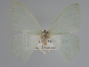  ( - BC_ZSM_Lep_115306)  @11 [ ] by-nc-sa (2022) SNSB, Staatliche Naturwissenschaftliche Sammlungen Bayerns ZSM (SNSB, Zoologische Staatssammlung Muenchen)