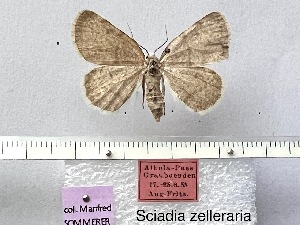  (Sciadia zelleraria - BC_ZSM_Lep_116269)  @11 [ ] by-nc-sa (2024) SNSB, Staatliche Naturwissenschaftliche Sammlungen Bayerns ZSM (SNSB, Zoologische Staatssammlung Muenchen)