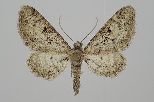  ( - BC_ZSM_Lep_120232)  @11 [ ] by-nc-sa (2025) SNSB, Staatliche Naturwissenschaftliche Sammlungen Bayerns ZSM (SNSB, Zoologische Staatssammlung Muenchen)