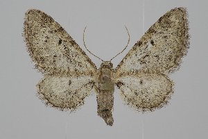  ( - BC_ZSM_Lep_120233)  @11 [ ] by-nc-sa (2025) SNSB, Staatliche Naturwissenschaftliche Sammlungen Bayerns ZSM (SNSB, Zoologische Staatssammlung Muenchen)