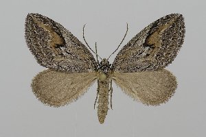  ( - BC_ZSM_Lep_120239)  @11 [ ] by-nc-sa (2025) SNSB, Staatliche Naturwissenschaftliche Sammlungen Bayerns ZSM (SNSB, Zoologische Staatssammlung Muenchen)
