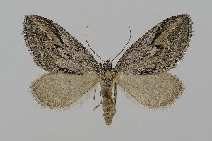  ( - BC_ZSM_Lep_120240)  @11 [ ] by-nc-sa (2025) SNSB, Staatliche Naturwissenschaftliche Sammlungen Bayerns ZSM (SNSB, Zoologische Staatssammlung Muenchen)