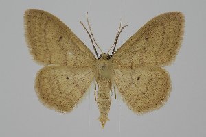  ( - BC_ZSM_Lep_120241)  @11 [ ] by-nc-sa (2025) SNSB, Staatliche Naturwissenschaftliche Sammlungen Bayerns ZSM (SNSB, Zoologische Staatssammlung Muenchen)