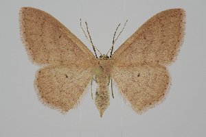  ( - BC_ZSM_Lep_120244)  @11 [ ] by-nc-sa (2025) SNSB, Staatliche Naturwissenschaftliche Sammlungen Bayerns ZSM (SNSB, Zoologische Staatssammlung Muenchen)