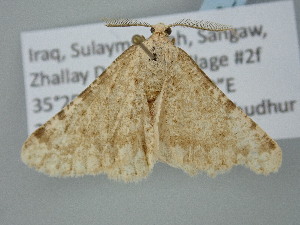  (Alcis fredi - BC_ZSM_Lep_120256)  @11 [ ] by-nc-sa (2025) SNSB, Staatliche Naturwissenschaftliche Sammlungen Bayerns ZSM (SNSB, Zoologische Staatssammlung Muenchen)