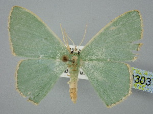  ( - BC_ZSM_Lep_120303)  @11 [ ] by-nc-sa (2025) SNSB, Staatliche Naturwissenschaftliche Sammlungen Bayerns ZSM (SNSB, Zoologische Staatssammlung Muenchen)