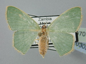  ( - BC_ZSM_Lep_120305)  @11 [ ] by-nc-sa (2025) SNSB, Staatliche Naturwissenschaftliche Sammlungen Bayerns ZSM (SNSB, Zoologische Staatssammlung Muenchen)