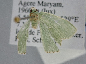  ( - BC_ZSM_Lep_120307)  @11 [ ] by-nc-sa (2025) SNSB, Staatliche Naturwissenschaftliche Sammlungen Bayerns ZSM (SNSB, Zoologische Staatssammlung Muenchen)