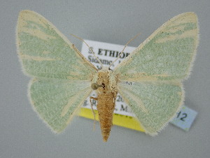  ( - BC_ZSM_Lep_120312)  @11 [ ] by-nc-sa (2025) SNSB, Staatliche Naturwissenschaftliche Sammlungen Bayerns ZSM (SNSB, Zoologische Staatssammlung Muenchen)