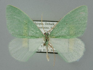  ( - BC_ZSM_Lep_120313)  @11 [ ] by-nc-sa (2025) SNSB, Staatliche Naturwissenschaftliche Sammlungen Bayerns ZSM (SNSB, Zoologische Staatssammlung Muenchen)