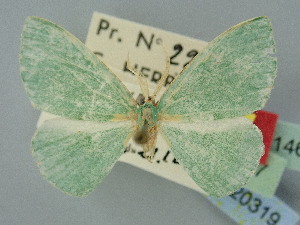  ( - BC_ZSM_Lep_120319)  @11 [ ] by-nc-sa (2025) SNSB, Staatliche Naturwissenschaftliche Sammlungen Bayerns ZSM (SNSB, Zoologische Staatssammlung Muenchen)