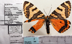  (Callioratis drakensbergensis - BC ZSM Lep Types 00015)  @11 [ ] Axel Hausmann/Bavarian State Collection of Zoology (ZSM) (2016) Axel Hausmann/Bavarian State Collection of Zoology (ZSM) Bavarian State Collection of Zoology