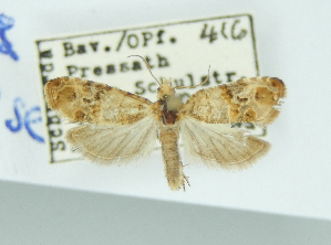  ( - BC ZSM Lep Types 00017)  @11 [ ] Axel Hausmann/Bavarian State Collection of Zoology (ZSM) (2016) Axel Hausmann/Bavarian State Collection of Zoology (ZSM) Bavarian State Collection of Zoology