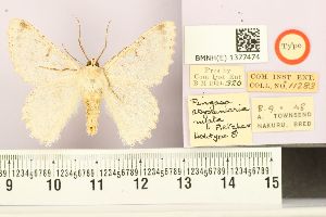  (Pingasa abyssinaria rufata - BMNH E 1377474)  @11 [ ] NHM, London (2016) NHM, London NHM, London