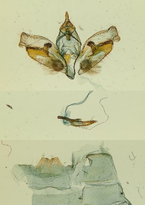  ( - BC ZSM Lep 110730)  @11 [ ] by-nc-sa (2023) SNSB, Staatliche Naturwissenschaftliche Sammlungen Bayerns ZSM (SNSB, Zoologische Staatssammlung Muenchen)