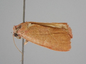  ( - BC ZSM Lep 105016)  @11 [ ] CreativeCommons - Attribution Non-Commercial Share-Alike (2019) SNSB, Staatliche Naturwissenschaftliche Sammlungen Bayerns ZSM (SNSB, Zoologische Staatssammlung Muenchen)