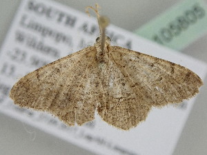  ( - BC ZSM Lep 105805)  @12 [ ] CreativeCommons - Attribution Non-Commercial Share-Alike (2019) SNSB, Staatliche Naturwissenschaftliche Sammlungen Bayerns ZSM (SNSB, Zoologische Staatssammlung Muenchen)