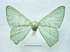  ( - BC ZSM Lep 106305)  @11 [ ] by-nc-sa (2020) SNSB, Staatliche Naturwissenschaftliche Sammlungen Bayerns ZSM (SNSB, Zoologische Staatssammlung Muenchen)