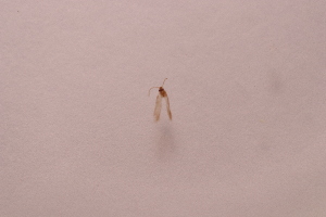  ( - BC ZSM Lep 109005)  @11 [ ] by-nc-sa (2020) SNSB, Staatliche Naturwissenschaftliche Sammlungen Bayerns ZSM (SNSB, Zoologische Staatssammlung Muenchen)