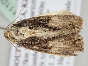  ( - BC ZSM Lep 111059)  @11 [ ] CreativeCommons - Attribution Non-Commercial Share-Alike (2020) SNSB, Staatliche Naturwissenschaftliche Sammlungen Bayerns ZSM (SNSB, Zoologische Staatssammlung Muenchen)