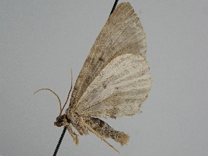  ( - BC ZSM Lep 111679)  @11 [ ] by-nc-sa (2020) SNSB, Staatliche Naturwissenschaftliche Sammlungen Bayerns ZSM (SNSB, Zoologische Staatssammlung Muenchen)