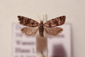  ( - BC ZSM Lep 111702)  @11 [ ] by-nc-sa (2021) SNSB, Staatliche Naturwissenschaftliche Sammlungen Bayerns ZSM (SNSB, Zoologische Staatssammlung Muenchen)