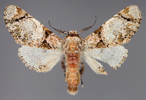  ( - BC ZSM Lep 111937)  @11 [ ] by-nc-sa (2021) SNSB, Staatliche Naturwissenschaftliche Sammlungen Bayerns ZSM (SNSB, Zoologische Staatssammlung Muenchen)