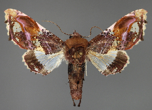  ( - BC ZSM Lep 111973)  @11 [ ] by-nc-sa (2021) SNSB, Staatliche Naturwissenschaftliche Sammlungen Bayerns ZSM (SNSB, Zoologische Staatssammlung Muenchen)