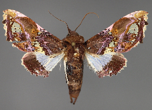  ( - BC ZSM Lep 111974)  @11 [ ] by-nc-sa (2021) SNSB, Staatliche Naturwissenschaftliche Sammlungen Bayerns ZSM (SNSB, Zoologische Staatssammlung Muenchen)