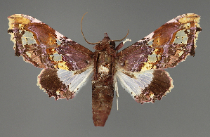  ( - BC ZSM Lep 111975)  @11 [ ] by-nc-sa (2021) SNSB, Staatliche Naturwissenschaftliche Sammlungen Bayerns ZSM (SNSB, Zoologische Staatssammlung Muenchen)