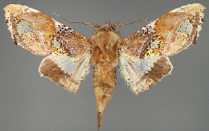  ( - BC ZSM Lep 111976)  @11 [ ] by-nc-sa (2021) SNSB, Staatliche Naturwissenschaftliche Sammlungen Bayerns ZSM (SNSB, Zoologische Staatssammlung Muenchen)