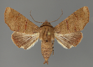  ( - BC ZSM Lep 112024)  @11 [ ] by-nc-sa (2021) SNSB, Staatliche Naturwissenschaftliche Sammlungen Bayerns ZSM (SNSB, Zoologische Staatssammlung Muenchen)