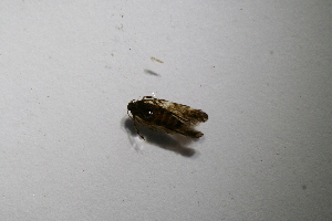  ( - BC ZSM Lep 112898)  @11 [ ] by-nc-sa (2021) SNSB, Staatliche Naturwissenschaftliche Sammlungen Bayerns ZSM (SNSB, Zoologische Staatssammlung Muenchen)