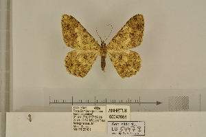  (Afroracotis squalida thomensis - BC ZSM Lep 112975)  @11 [ ] by-nc-sa (2021) SNSB, Staatliche Naturwissenschaftliche Sammlungen Bayerns ZSM (SNSB, Zoologische Staatssammlung Muenchen)