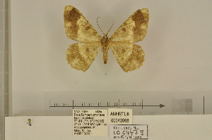  ( - BC ZSM Lep 112975)  @11 [ ] by-nc-sa (2021) SNSB, Staatliche Naturwissenschaftliche Sammlungen Bayerns ZSM (SNSB, Zoologische Staatssammlung Muenchen)