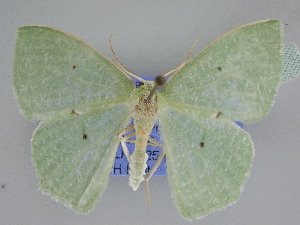  ( - BC ZSM Lep 113040)  @11 [ ] by-nc-sa (2021) SNSB, Staatliche Naturwissenschaftliche Sammlungen Bayerns ZSM (SNSB, Zoologische Staatssammlung Muenchen)