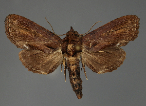  (Anigraea siccataRF674-2021 - BC ZSM Lep 113314)  @11 [ ] by-nc-sa (2021) SNSB, Staatliche Naturwissenschaftliche Sammlungen Bayerns ZSM (SNSB, Zoologische Staatssammlung Muenchen)