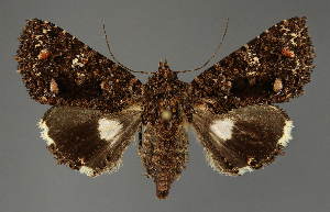  ( - BC ZSM Lep 113597)  @11 [ ] by-nc-sa (2021) SNSB, Staatliche Naturwissenschaftliche Sammlungen Bayerns ZSM (SNSB, Zoologische Staatssammlung Muenchen)