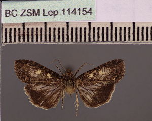  (Lophoptera umbrataAng - BC ZSM Lep 114154)  @11 [ ] by-nc-sa (2021) SNSB, Staatliche Naturwissenschaftliche Sammlungen Bayerns ZSM (SNSB, Zoologische Staatssammlung Muenchen)